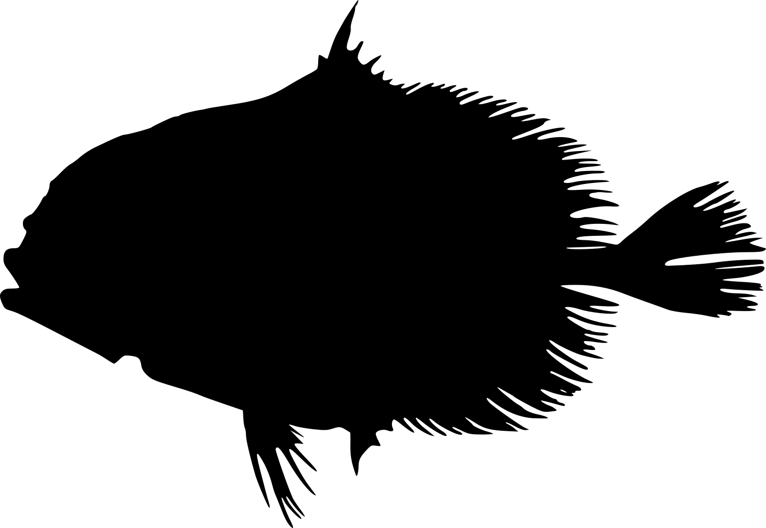 Allocyttus niger
