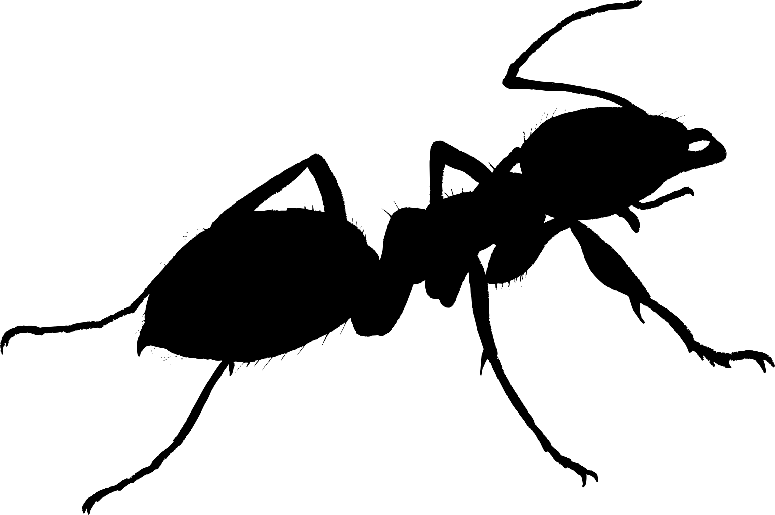 Lasius niger