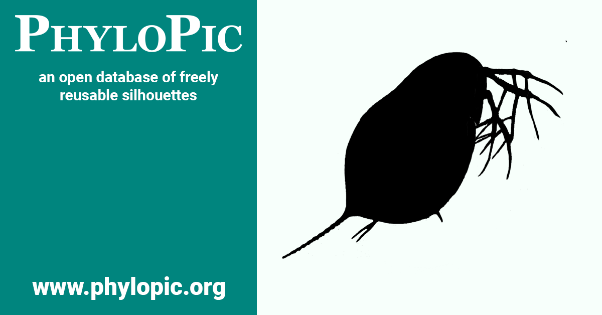 Daphnia longispina by Mathilde Cordellier (CC BYNC 3.0) PhyloPic
