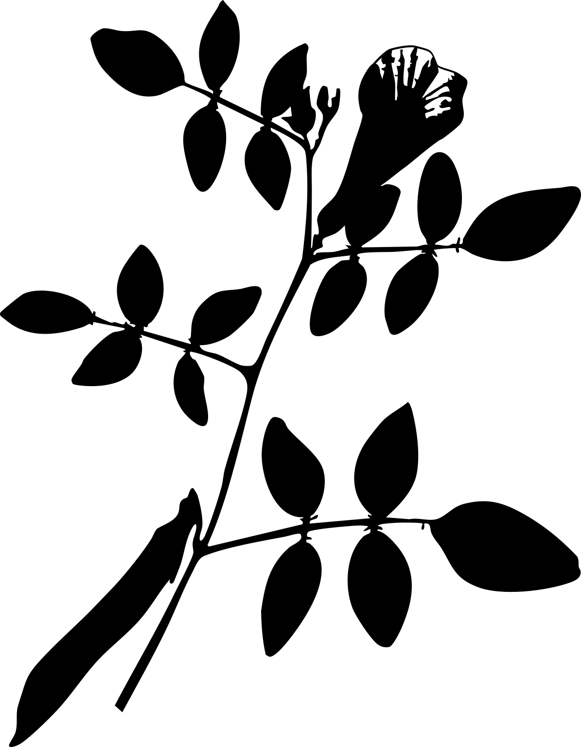 Clitoria ternatea