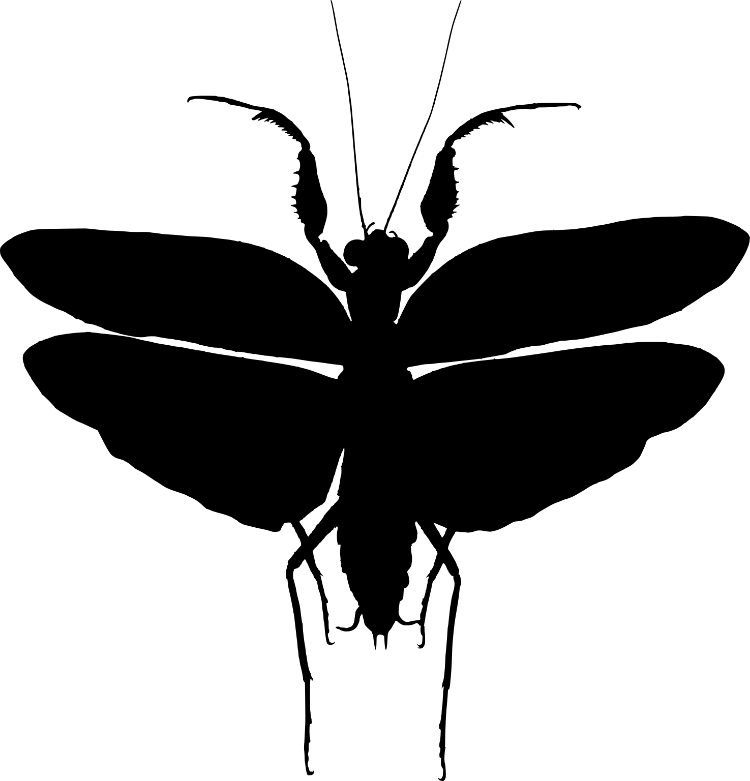 Theopompa servillei