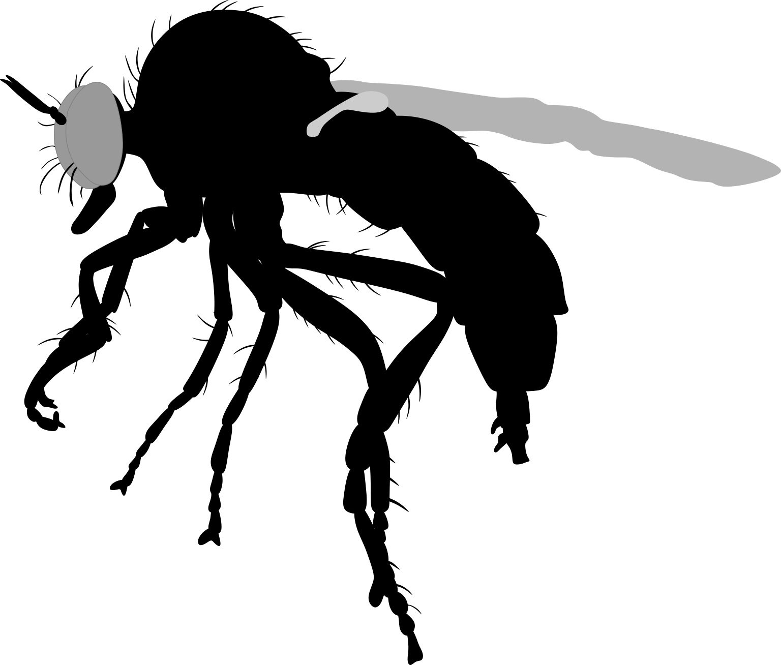 Leptarthrus brevirostris