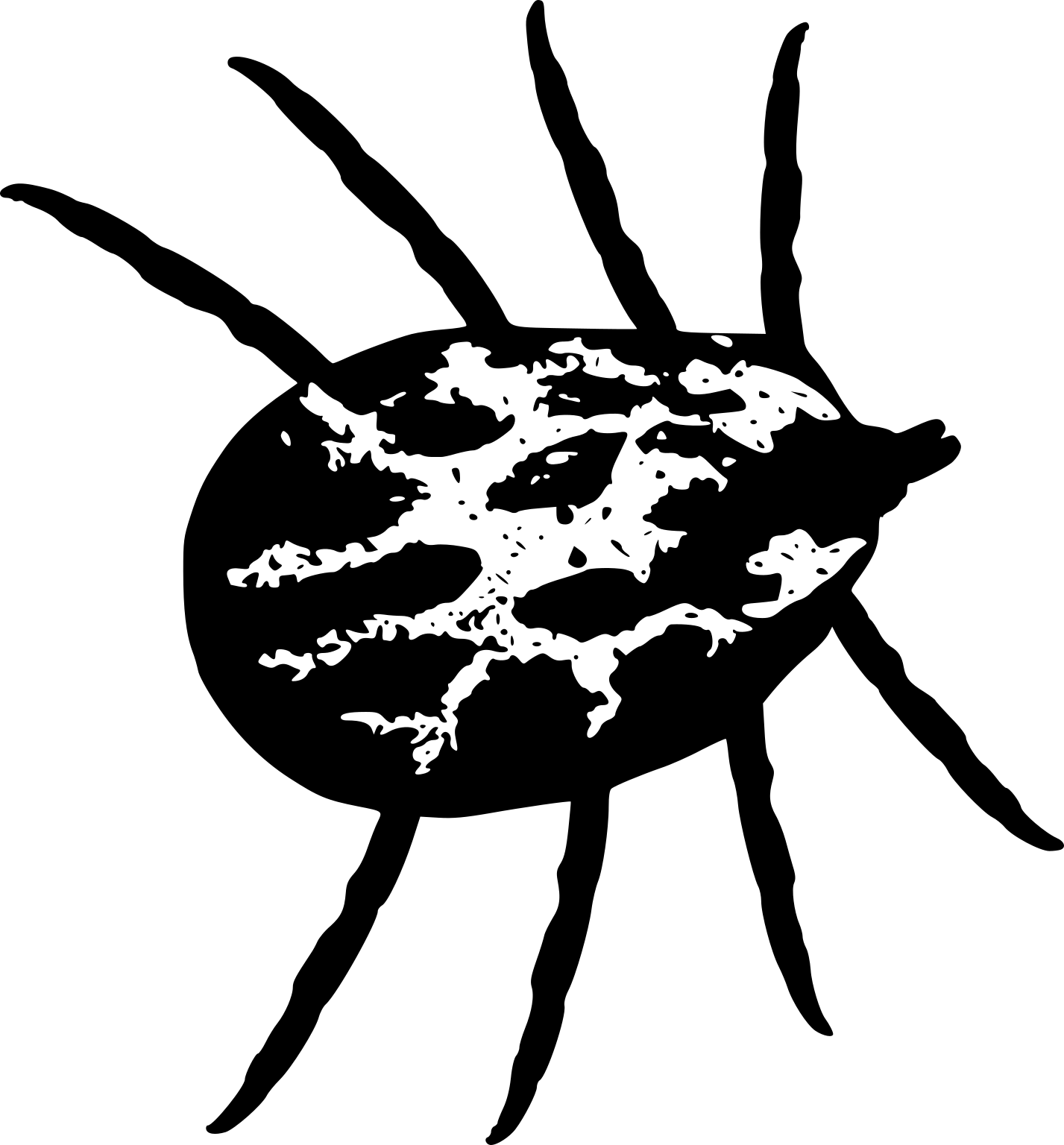 Dermacentor marginatus