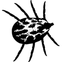 Dermacentor marginatus