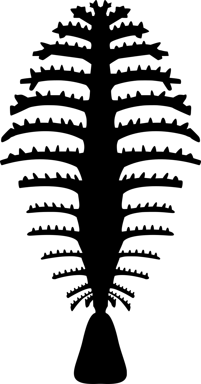 Pennatuloidea