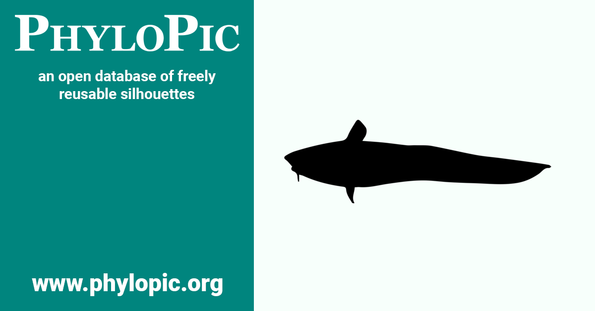 Coryphaenoides armatus by Sarah Alewijnse (CC0 1.0) PhyloPic