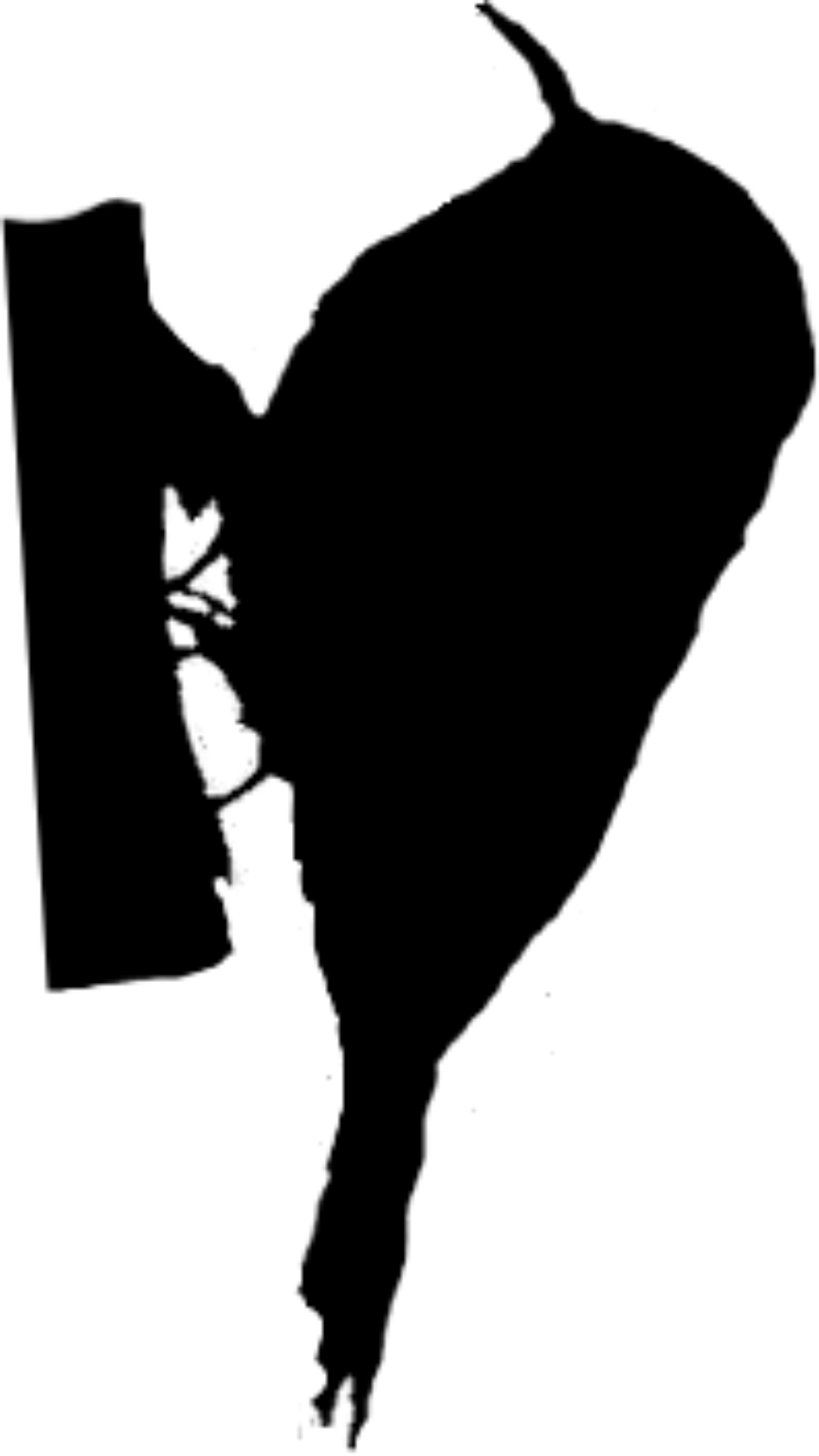Certhia familiaris