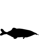 Genyomyrus donnyi