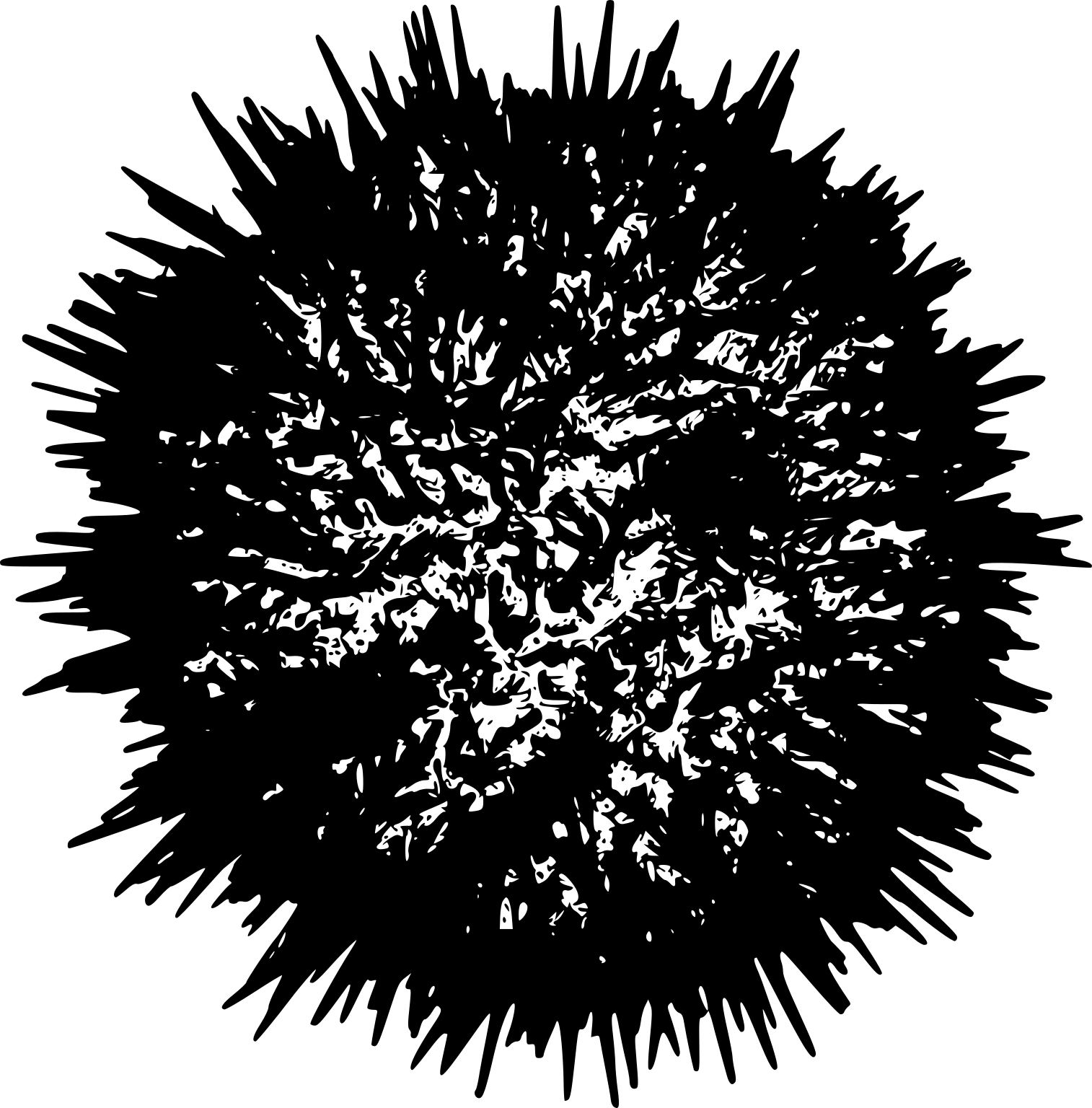Strongylocentrotus droebachiensis