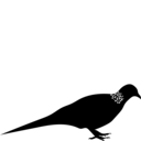 Spilopelia chinensis