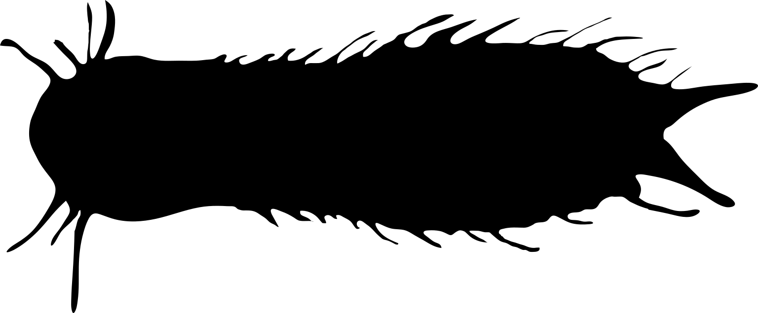 Chaetonotus