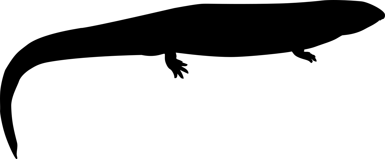 Pholidogaster pisciformis