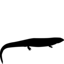 Pholidogaster pisciformis