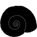 Hippeutis complanatus