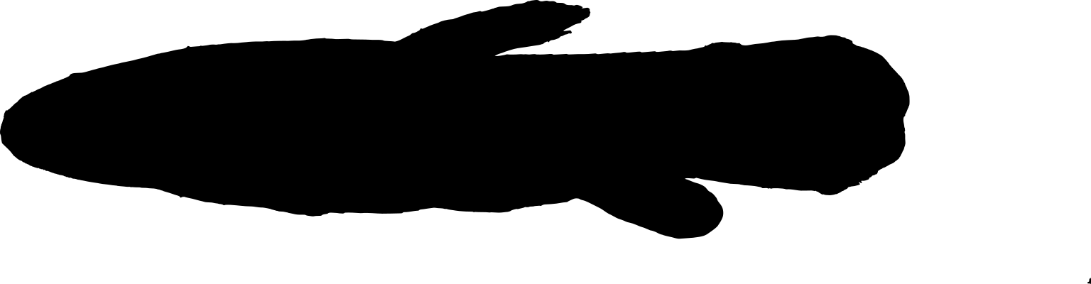 Hoplerythrinus unitaeniatus