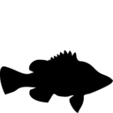 Percichthyidae