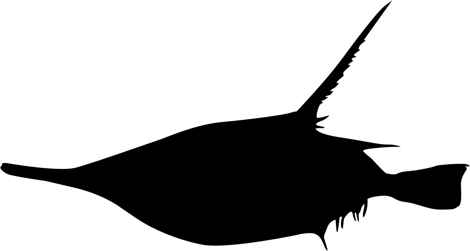 Macroramphosus scolopax
