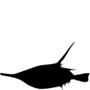 Macroramphosus scolopax