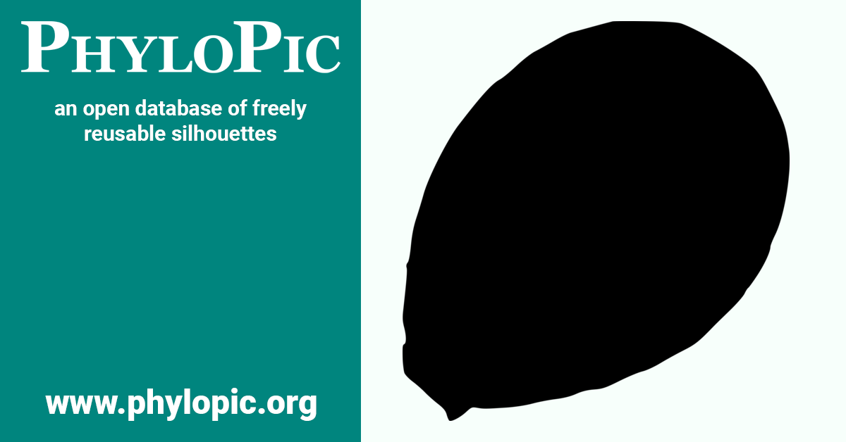 Cercozoa (CC0 1.0) PhyloPic