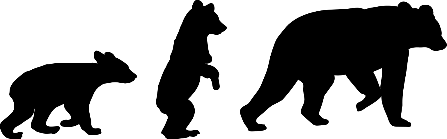 Ursus americanus