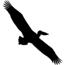 Pelecanus onocrotalus