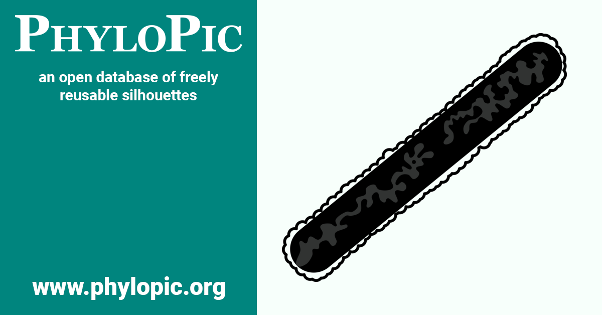 Thermus aquaticus by Matt Crook (CC BYSA 3.0) PhyloPic