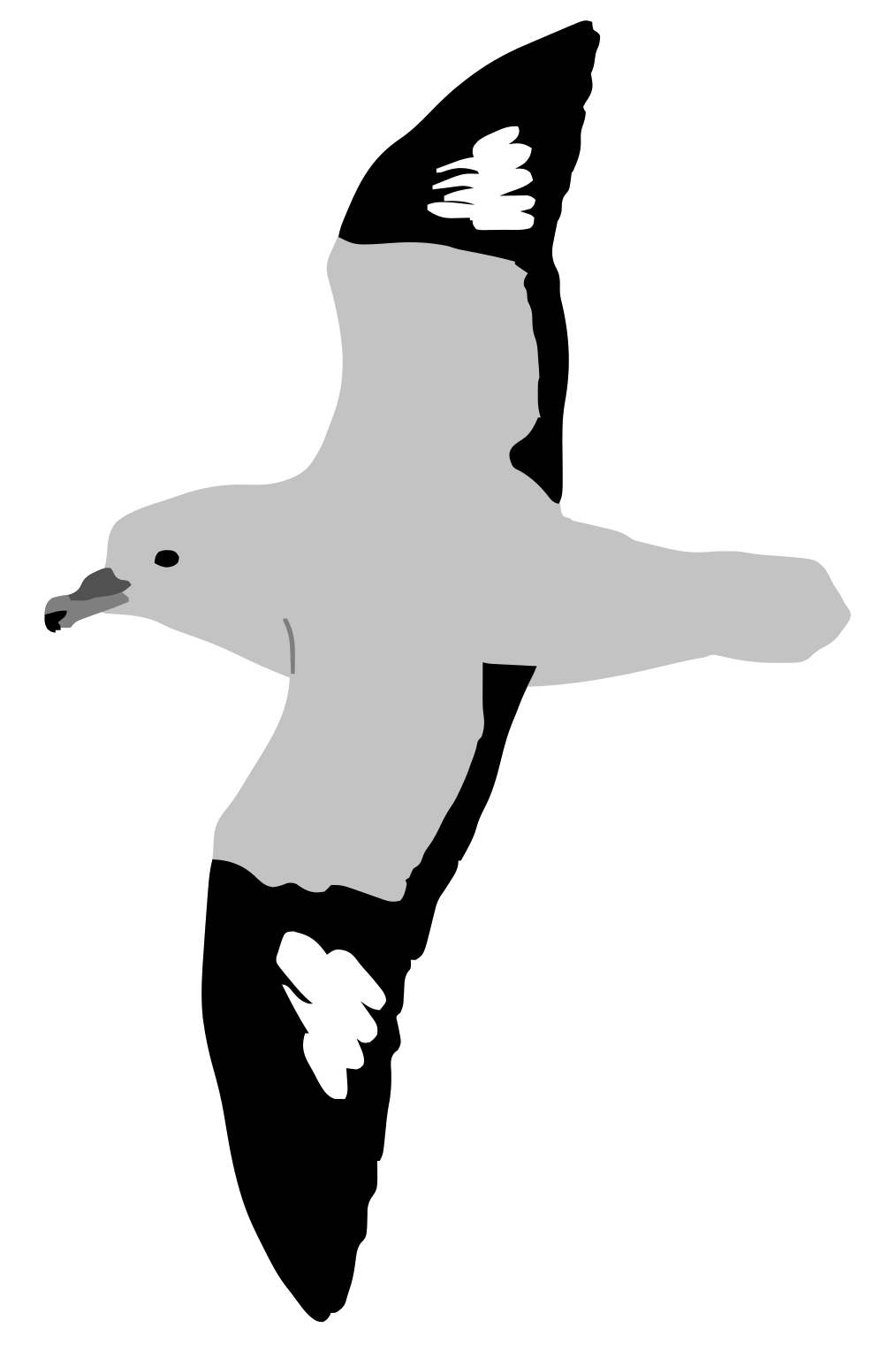 Fulmarus glacialoides