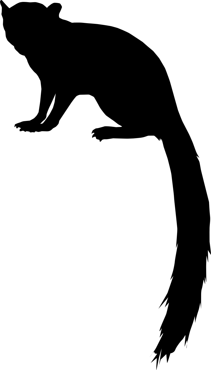 Galidictis grandidieri
