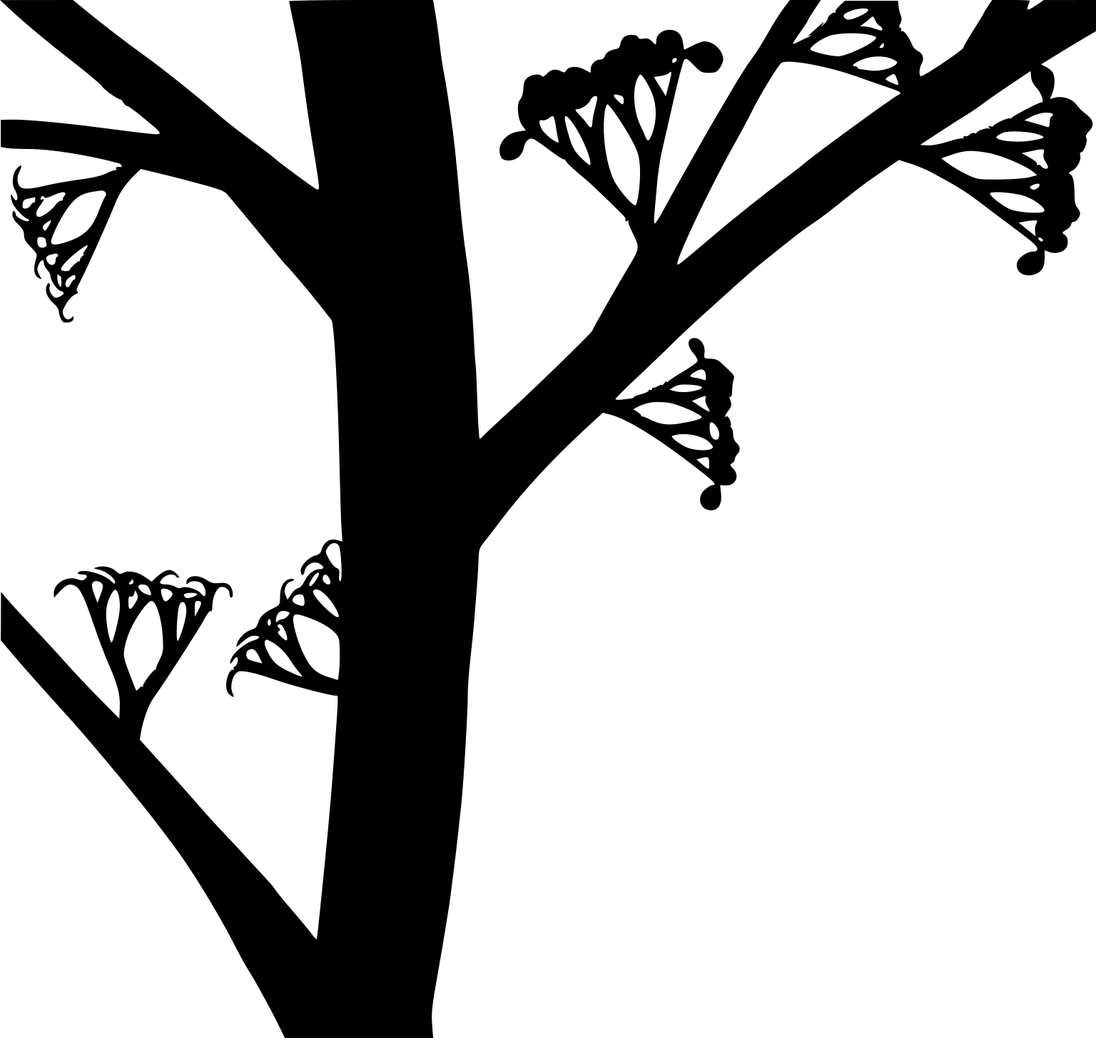 Ibyka amphikoma