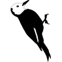 Dryobates albolarvatus