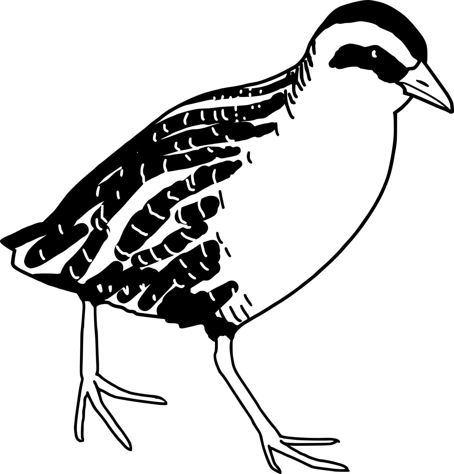 Coturnicops noveboracensis