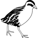 Coturnicops noveboracensis