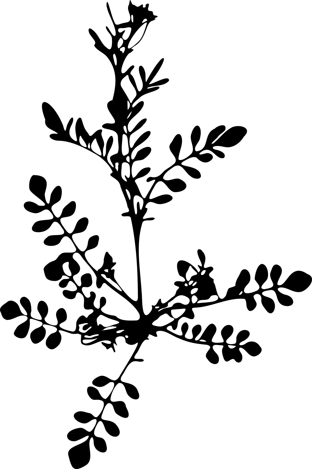 Cardamine flexuosa