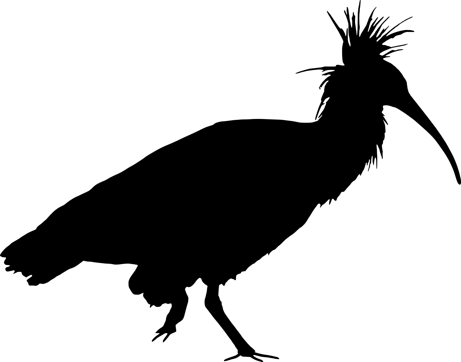Geronticus eremita