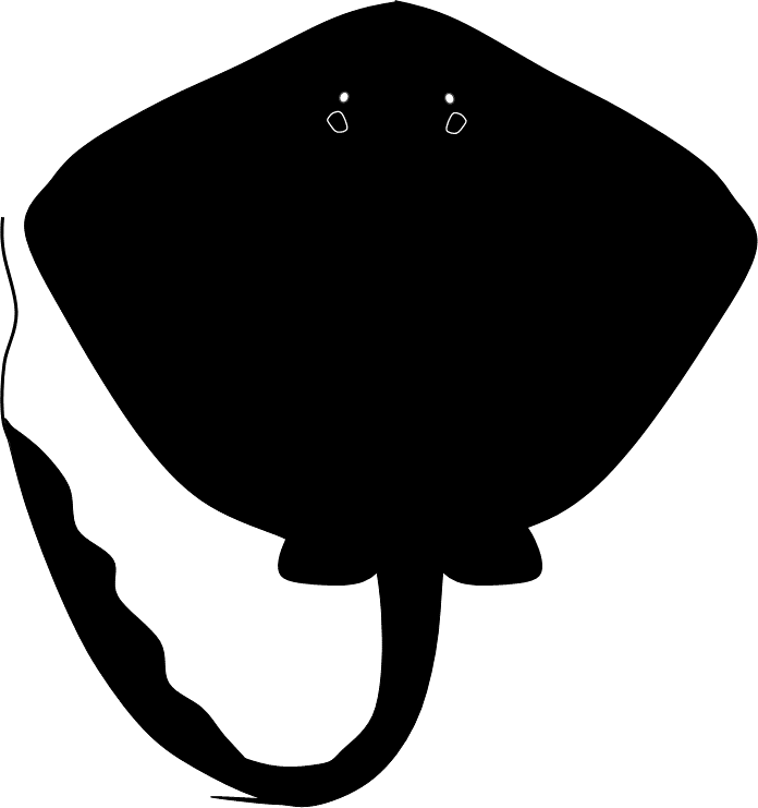 Pastinachus