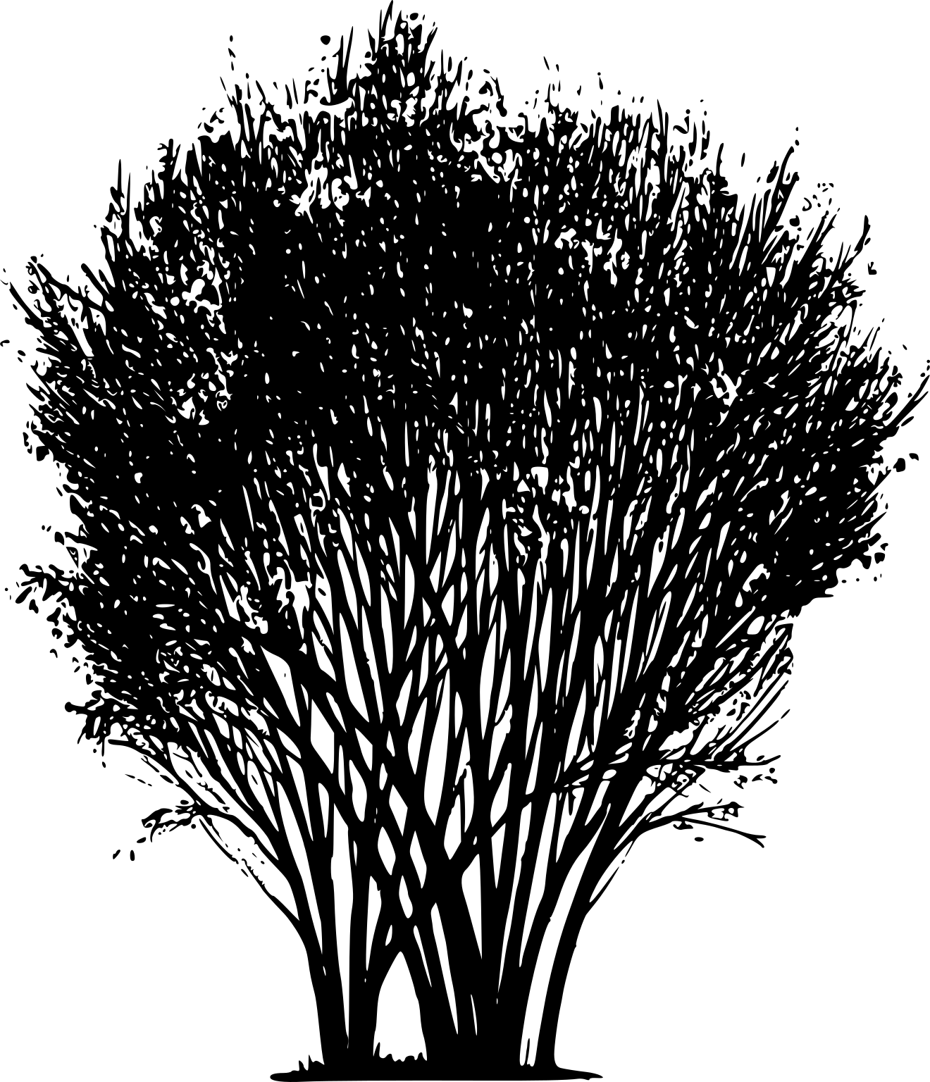 Retama sphaerocarpa