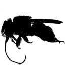 Euglossa