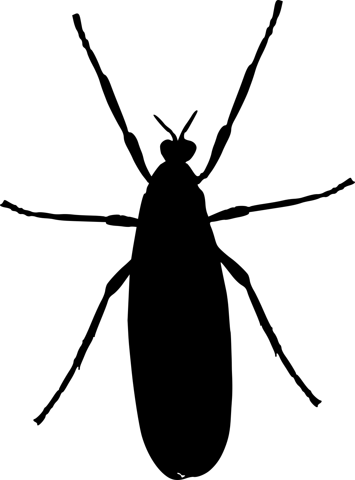 Bibionidae