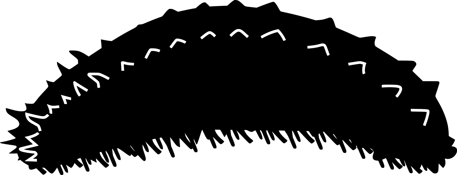 Holothuriidae