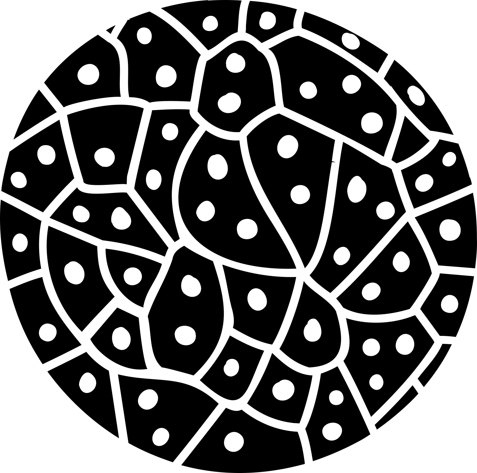 Sphaeroforma arctica
