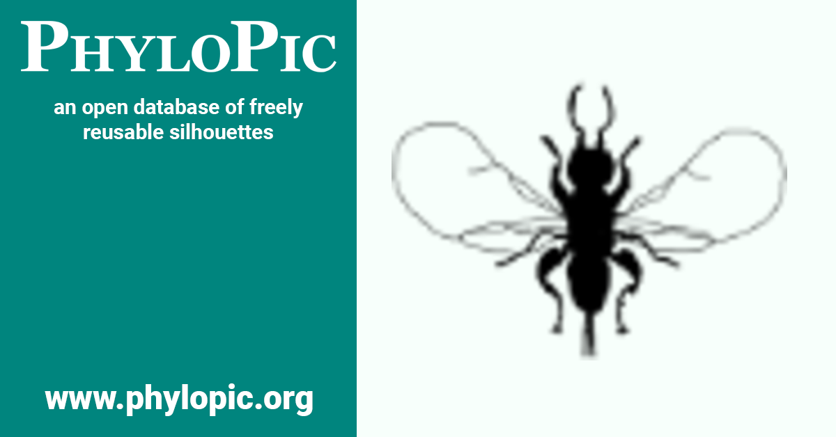 Agaonidae by Joshua Fowler (CC0 1.0) PhyloPic