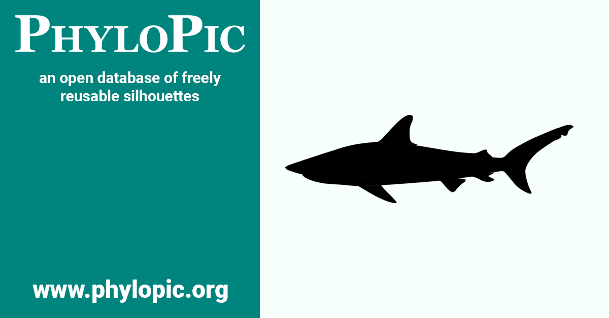 Carcharhinus obscurus by Russell Engelman (CC BY 4.0) - PhyloPic