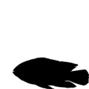 Aequidens metae