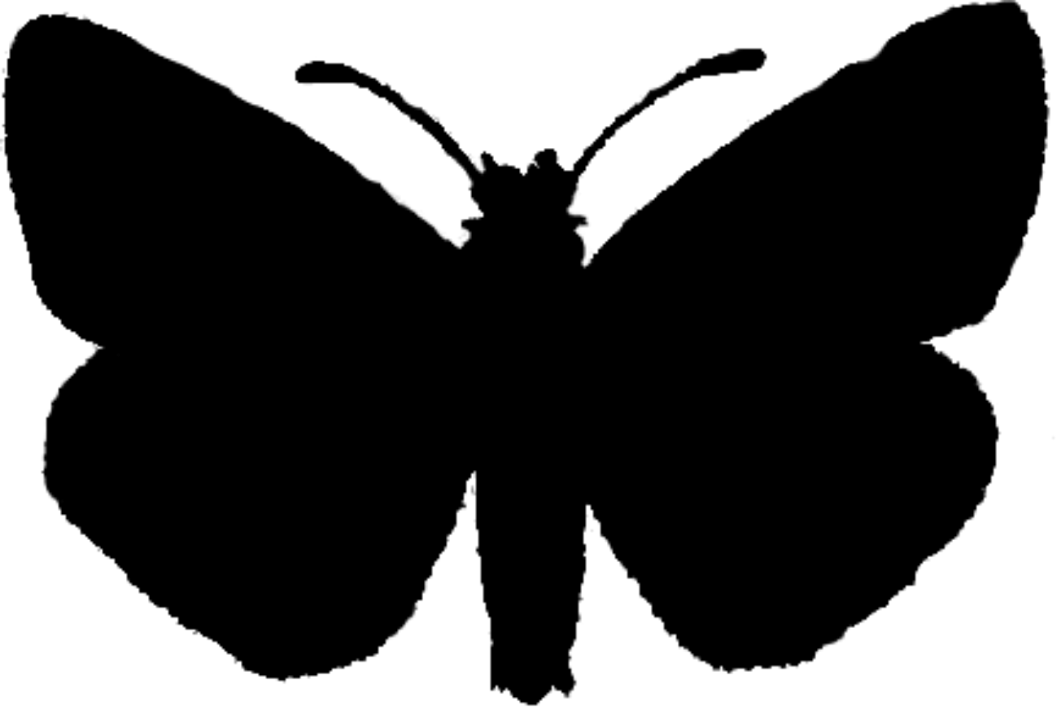 Pyrgus alveus