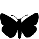 Pyrgus alveus