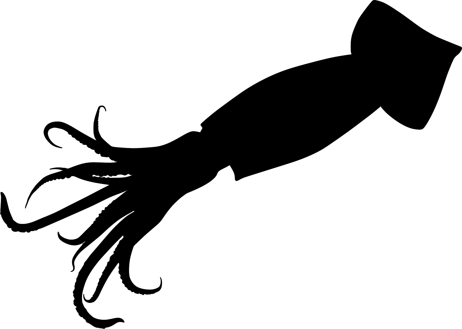 Illex illecebrosus