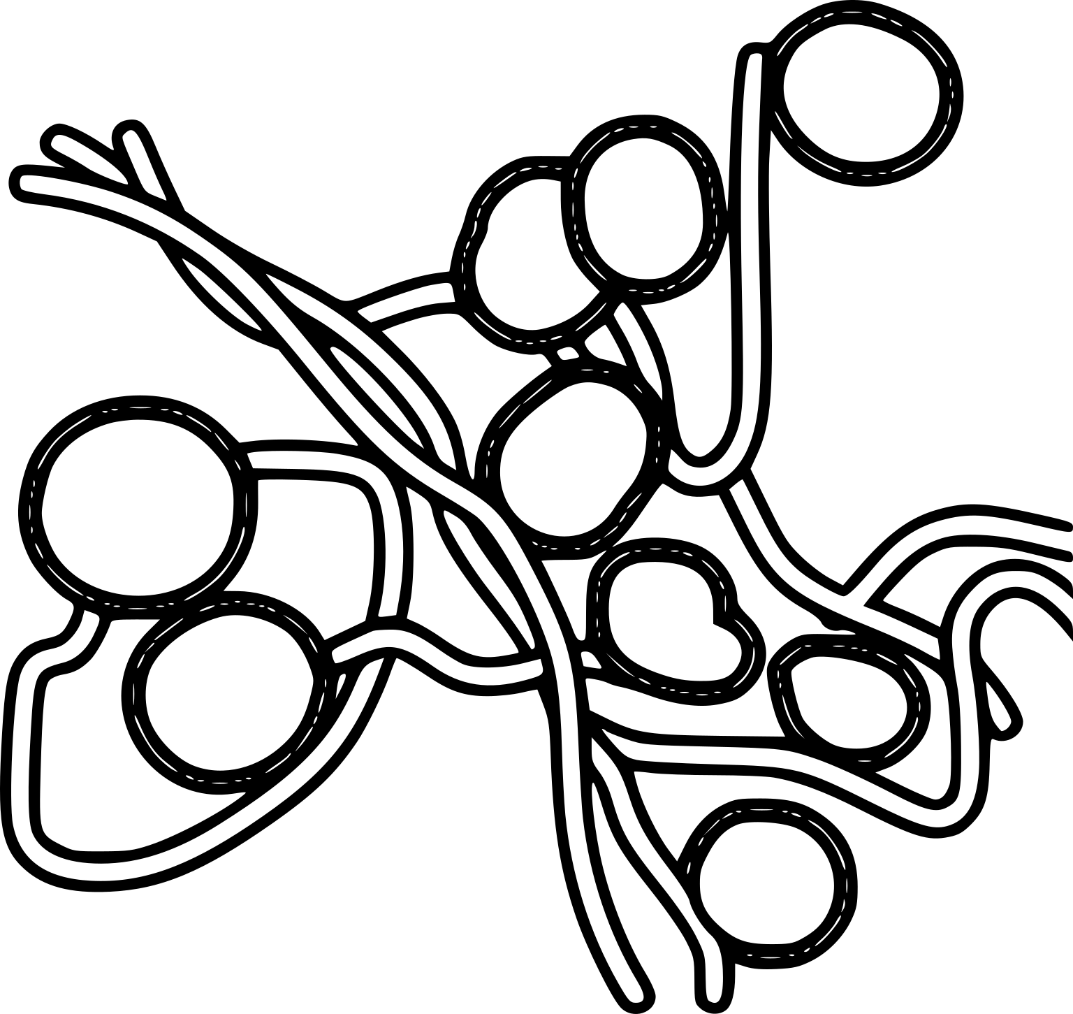 Glomeromycetes