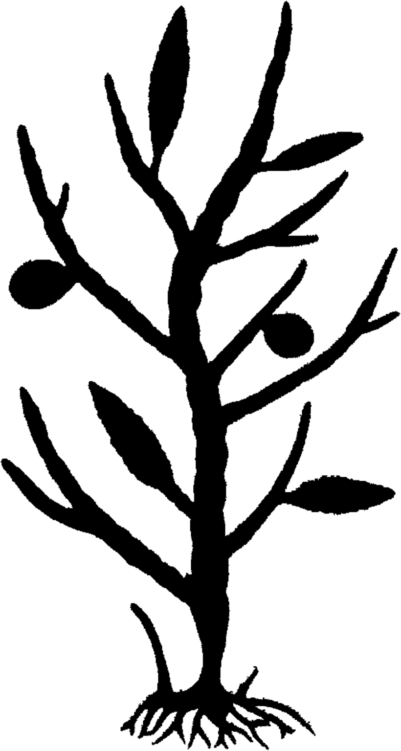 Ectocarpus siliculosus