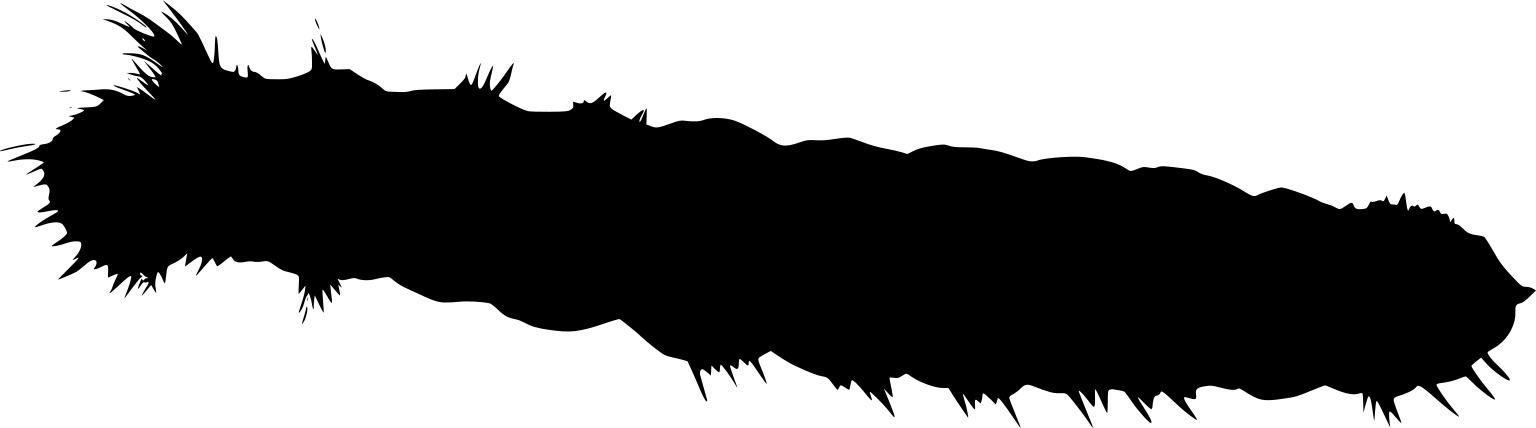 Acronicta psi