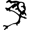 Polyplacotoma mediterranea